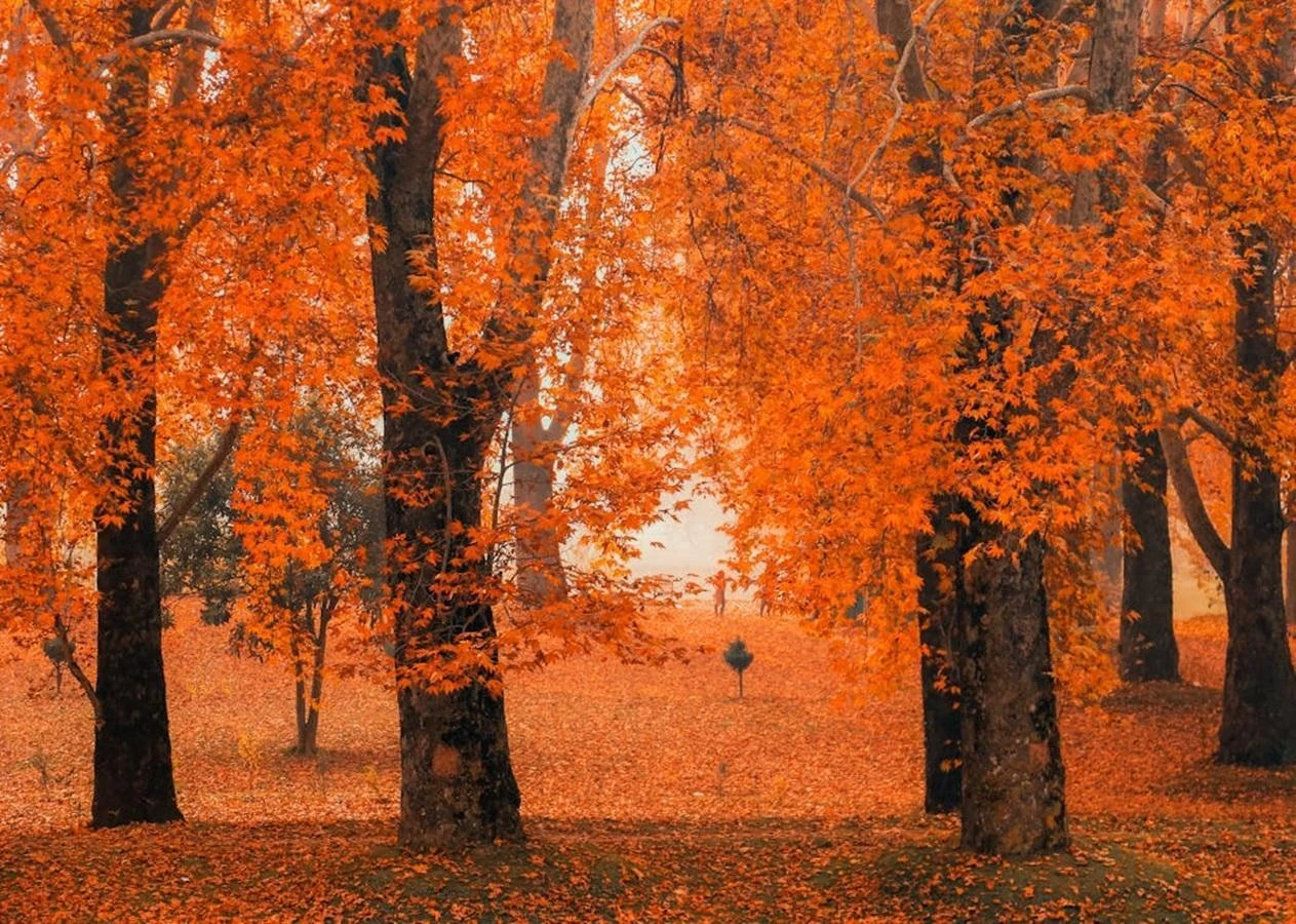 Kashmir Tour 2026: Why September & October Are Perfect for an Autumn Holiday
